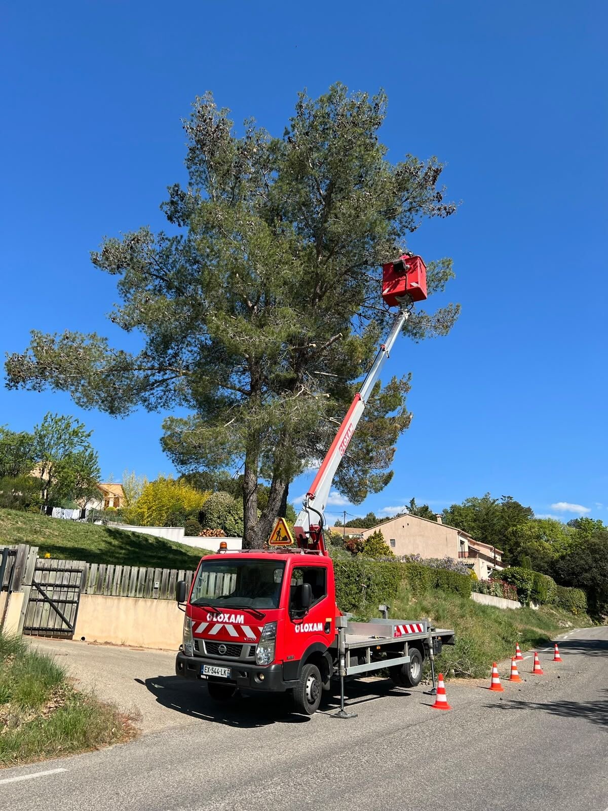 Nacelle élévatrice déployée dans un grand pin en bord de route, chantier balisé par des cônes de signalisation