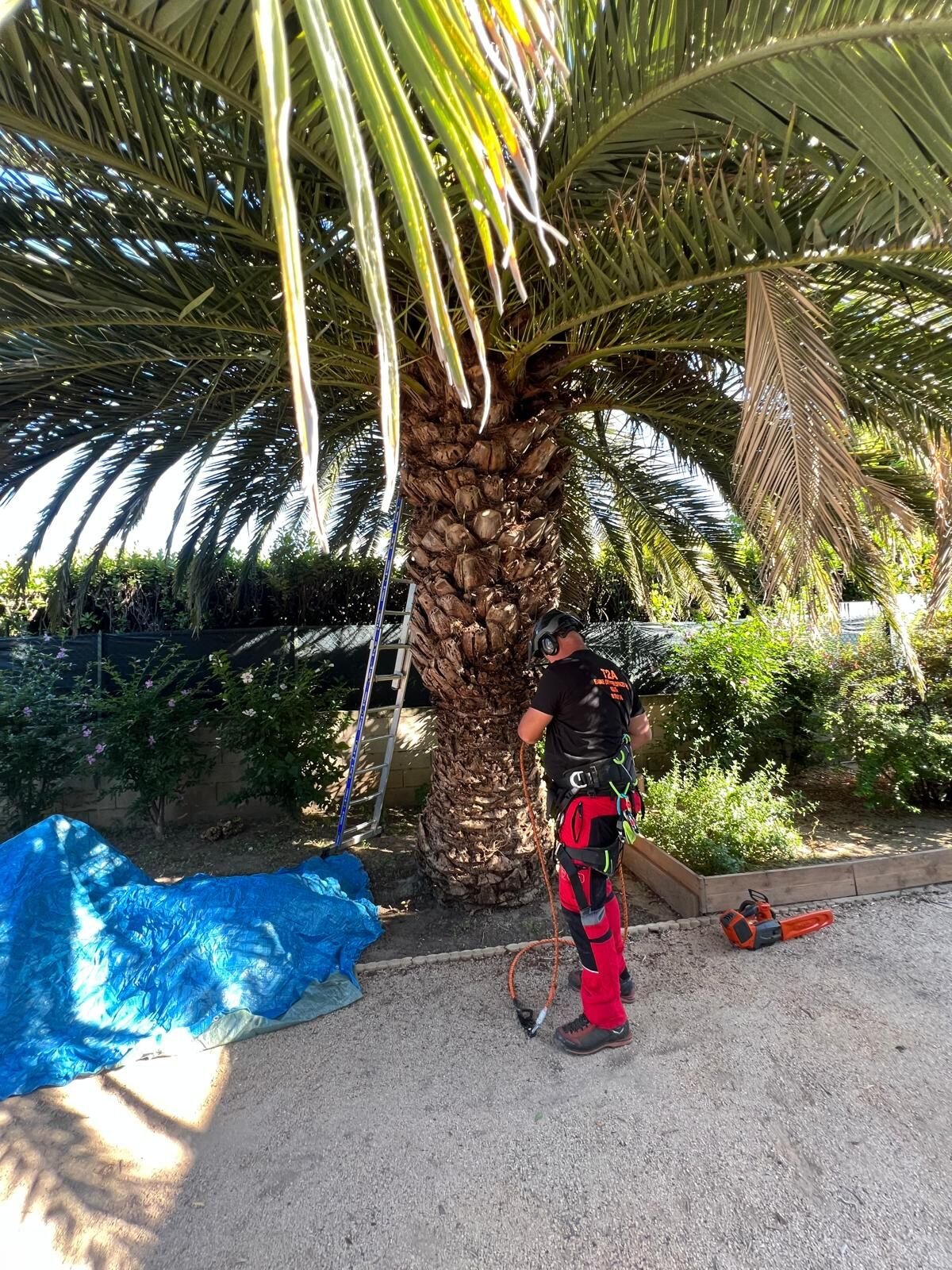 Taille d'un palmier Phoenix canariensis par l'élagueur T2A